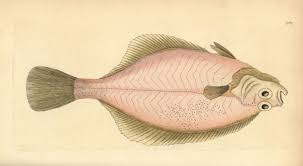 Image result for Platichthys flesus