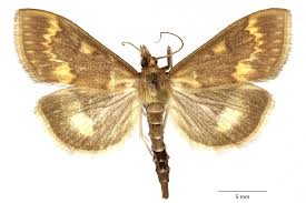 Attēlu rezultāti vaicājumam “Ostrinia nubilalis”