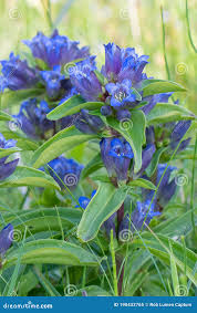 Attēlu rezultāti vaicājumam “Gentiana cruciata”