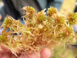 Attēlu rezultāti vaicājumam “Sphagnum angustifolium”