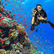 Image result for Splash Divers Sub Sub Aqua Club