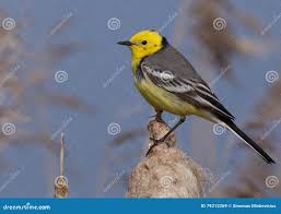 Attēlu rezultāti vaicājumam “Motacilla citreola male”