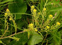 Attēlu rezultāti vaicājumam “Rorippa palustris leaf”