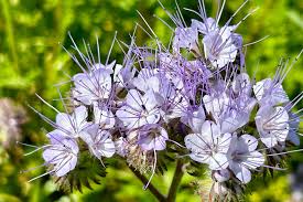 Attēlu rezultāti vaicājumam “Phacelia tanacetifolia flower”