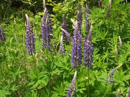 Image result for Lupinus polyphyllus Lindl.