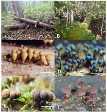 Attēlu rezultāti vaicājumam “Diderma testaceum young”