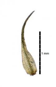 Attēlu rezultāti vaicājumam “Didymodon fallax var. brevifolius”