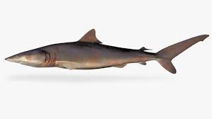 Image result for Carcharhinus falciformis