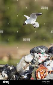 Attēlu rezultāti vaicājumam “Larus ridibundus adult”