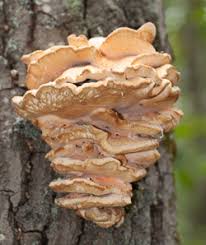 Attēlu rezultāti vaicājumam “Climacodon septentrionalis”