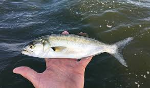 Image result for Pomatomus saltatrix