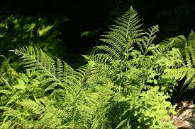 Attēlu rezultāti vaicājumam “Pteropsida”