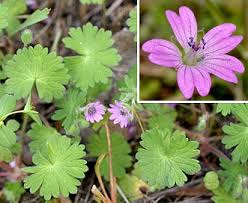 Attēlu rezultāti vaicājumam “Geranium molle”