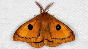 Attēlu rezultāti vaicājumam “Aglia tau”