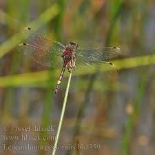 Attēlu rezultāti vaicājumam “Leucorrhinia pectoralis”