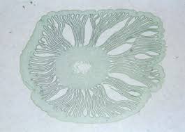 Attēlu rezultāti vaicājumam “Coprinus sp.”