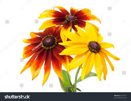 Attēlu rezultāti vaicājumam “Rudbeckia hirta var. hirta flower”