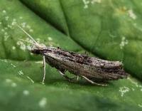 Attēlu rezultāti vaicājumam “Ypsolopha scabrella”