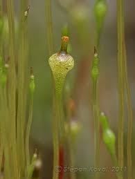 Attēlu rezultāti vaicājumam “Splachnum ampullaceum”