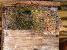 Attēlu rezultāti vaicājumam “Troglodytes troglodytes nest”