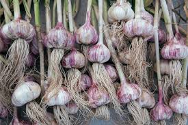 Attēlu rezultāti vaicājumam “Allium sativum fruit”