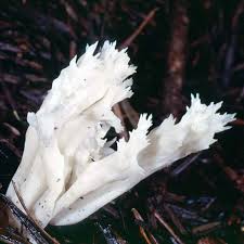 Attēlu rezultāti vaicājumam “Clavulina coralloides”
