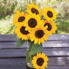 Attēlu rezultāti vaicājumam “Helianthus annuus flower”