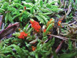 Attēlu rezultāti vaicājumam “Physarum rubiginosum plasmodium”