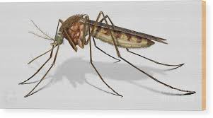 Attēlu rezultāti vaicājumam “Culex pipiens female”