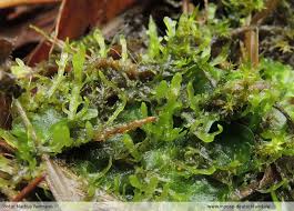 Attēlu rezultāti vaicājumam “Riccardia incurvata”