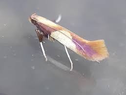 Attēlu rezultāti vaicājumam “Caloptilia alchimiella”