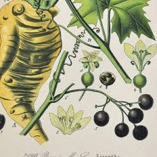 Attēlu rezultāti vaicājumam “Bryonia alba fruit”