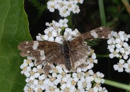 Attēlu rezultāti vaicājumam “Araschnia levana larva”