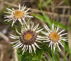 Attēlu rezultāti vaicājumam “Carlina vulgaris flower”