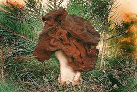 Attēlu rezultāti vaicājumam “Gyromitra infula”