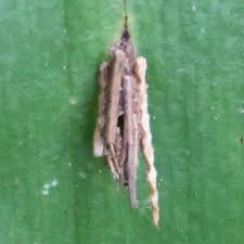 Attēlu rezultāti vaicājumam “Psyche casta larva”