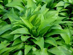 Image result for Bärlauch