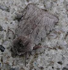 Attēlu rezultāti vaicājumam “Cerastis rubricosa”