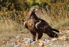 Attēlu rezultāti vaicājumam “Aquila chrysaetos”