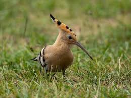 Attēlu rezultāti vaicājumam “Upupa epops”