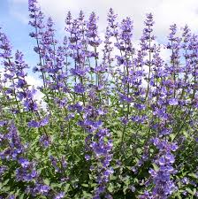 Image result for Katzenminze