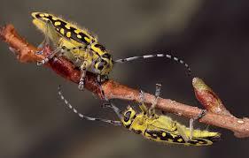 Attēlu rezultāti vaicājumam “Saperda scalaris”