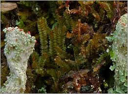 Attēlu rezultāti vaicājumam “Lophozia ventricosa”