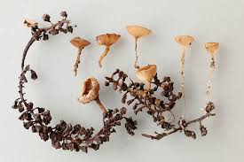 Attēlu rezultāti vaicājumam “Ciboria amentacea”