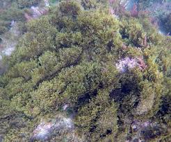 Attēlu rezultāti vaicājumam “Dictydiaethaliaceae”