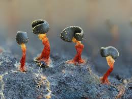 Attēlu rezultāti vaicājumam “Physarum bryocorticola macro”