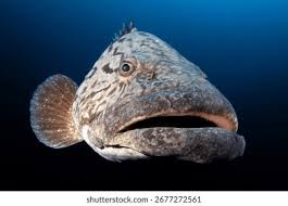 Image result for Epinephelus tukula