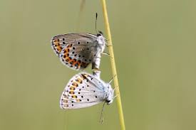 Attēlu rezultāti vaicājumam “Plebejus argyrognomon underside”
