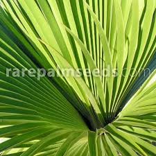 Attēlu rezultāti vaicājumam “Conardia compacta macro”