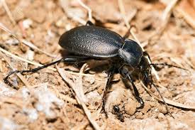 Attēlu rezultāti vaicājumam “Carabus coriaceus”